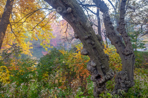 Preview: Autumn Fall Foliage In Forest