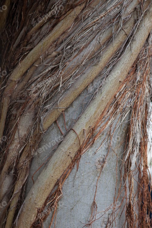 Vorschau: Abstraktion im Freien von einem natürlichen Baum