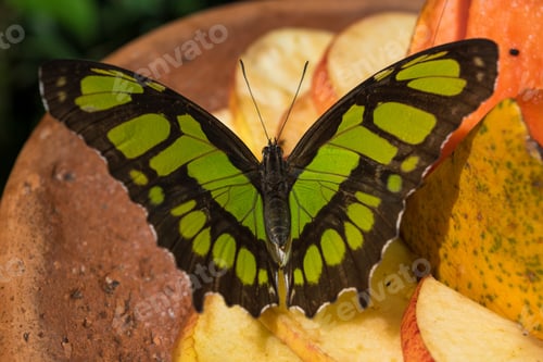 Preview: View Of A Beautiful Green Butterfly Feeding On Some Fruits At Iguazu Falls - Foz Do Iguaçu, Brazil