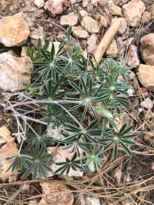 Preview: A Lupinus Sparsiflorus Plant With Flowers 4790