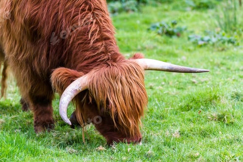 Preview: Young Highland Bull In Fresh Green Grass In The Scottish Highlands