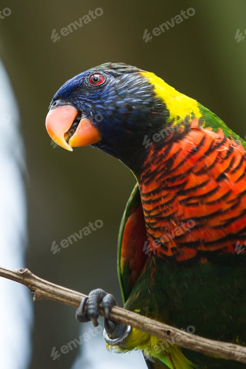 Preview: Portrait Of A Beautiful Colorful Lorikeet Sitting On A Branch
