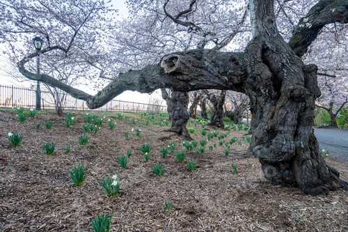 Preview: Spring In Central Park, New York City