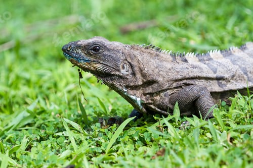 Preview: Spiny Tail Iguana Walking On The Ground In The Pacific Costa Rica