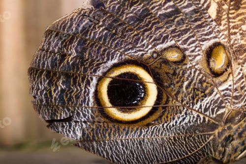 Preview: Close Up Of A Beautiful Own Butterfly With Soft Textured Wings And Vivid Colors