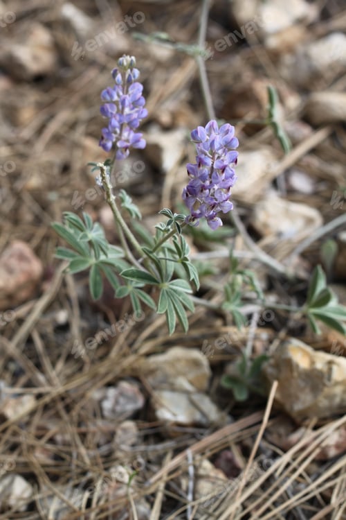 Preview: A Lupinus Sparsiflorus Plant With Flowers 8835