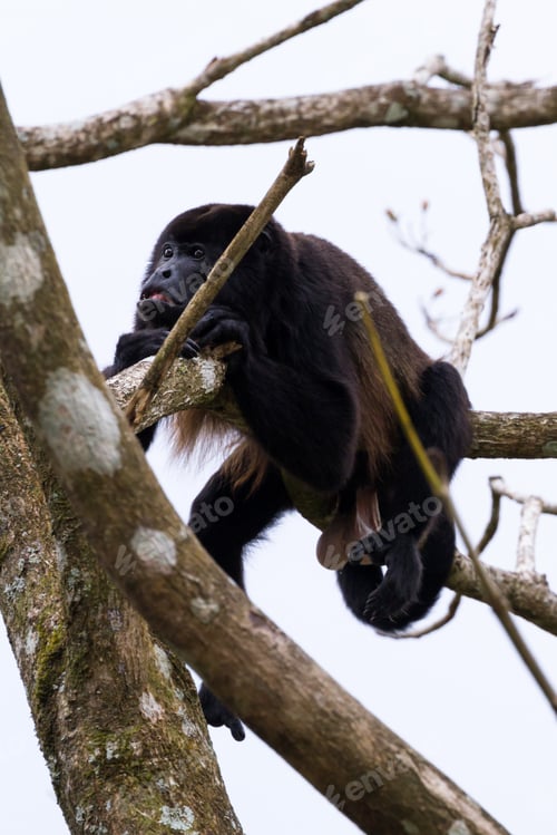 Preview: Close Up Of A Howler Monkey On A Tree In The Rainforest Of Costa Rica