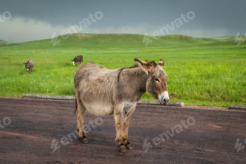 Preview: Wild Burros In Custer State Park, South Dakota With Green Spring Grass And A Storm Building Up