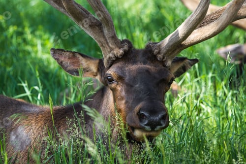 Preview: Close Up Of An American Elk In Springtime Still In Velvet Over Green Grass