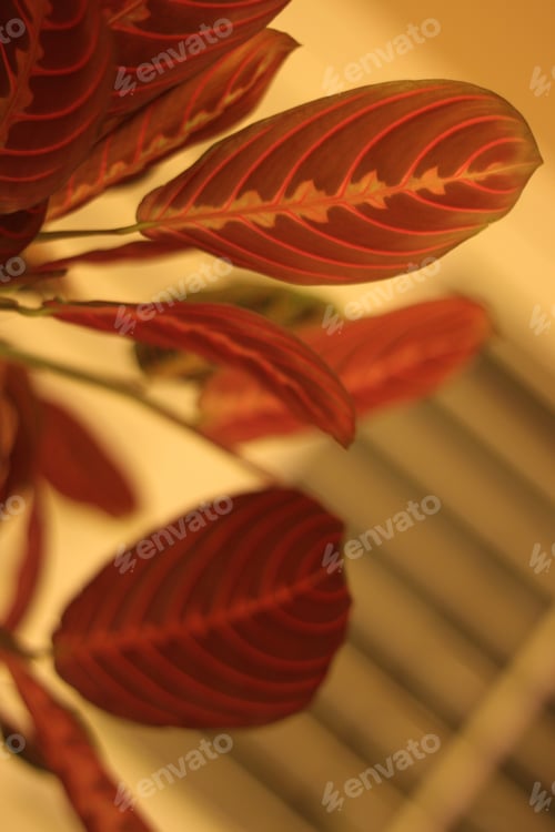 Preview: Green Prayer Plant Leaves With Bright Stripes 0446