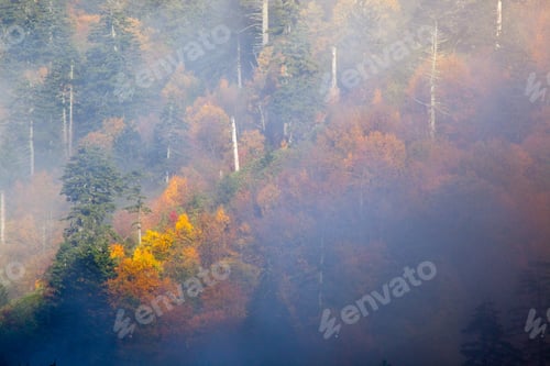 Preview: Fall Trees On A Mountain In The Mist