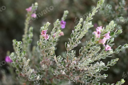 Preview: A Leucophyllum Fructescens Cenizo Plant With Purple Flowers 0726