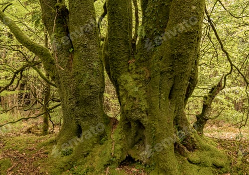Preview: Moss And Lichen Cover Tree Trunks In Devon Forest