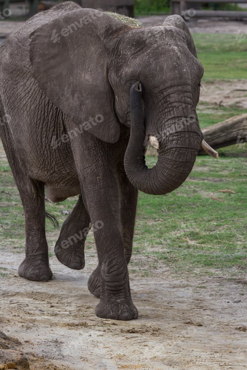 Preview: Closeup Of A Large Female Elephant Walking In A Zoo