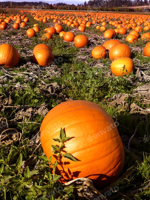 Preview: Fresh And Beautiful Big Pumpkin Ready To Harvest, Victoria Bc Canada 1
