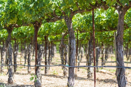 Preview: Manicured Landscape In Springtime With Rows Of Grape Vines In Napa Valley California