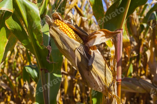 Preview: Corn Field