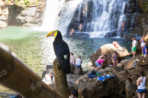 Preview: Nauyaca, Costa Rica - January 28: Toucan Perched On A Pole Near Tourists In Costa Rica. January 28