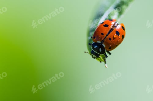 Preview: Close Up Of An Orange Ladybug With Water Drops On It Standing On A Green Leaf For Contrast
