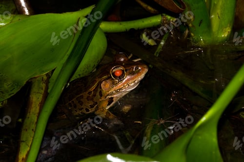 Preview: Large Toad In The Rain Forest Of Belize