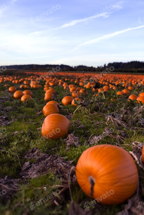 Preview: Martindale Pumpkin Patch Farm Series - Fresh And Well Grown Pumpkins Ready To Harvest In