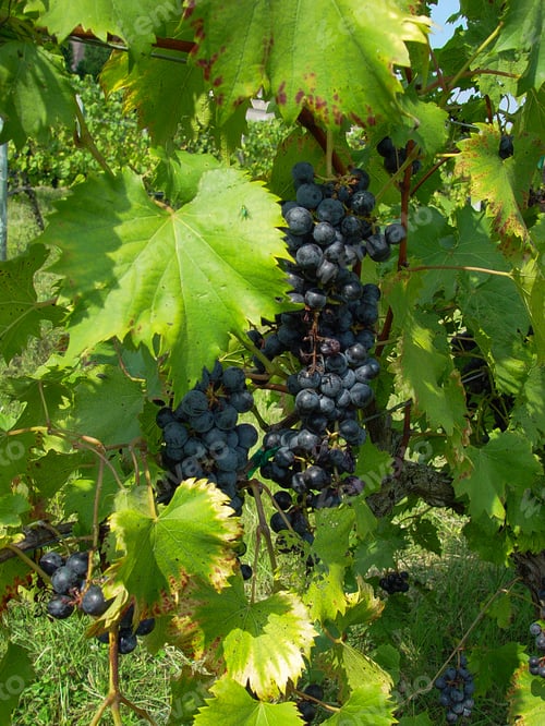 Preview: Grapes On A Vine In The Sunshine