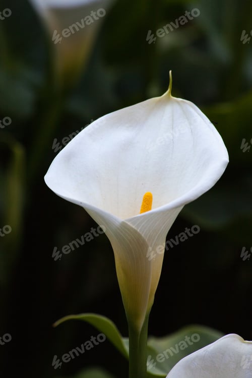 Preview: Calla Lily Growing In A Garden