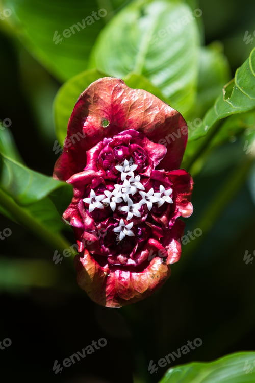 Preview: Close Up Of A Rainforest Plant In Costa Rica With The Shape And Color Of Red Lips