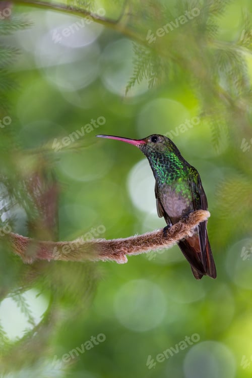 Preview: Close Up Of A Beautiful Rufous Tailed Hummingbird Perched On A Small Root With A Natural Out Of