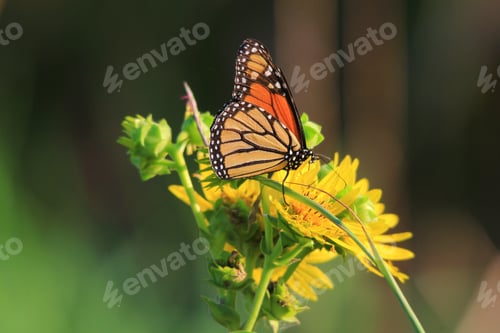 Preview: A Monarch Butterfly Visits Various Wild Flowers, Sucking Up Precious Nectar And Sweet Juices From