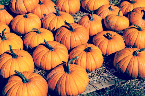 Pumpkins on Straw, Autumn Harvest Bounty