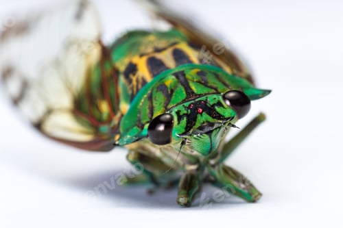 Preview: Green Cicada With Golden Wings Isolated On A White Background