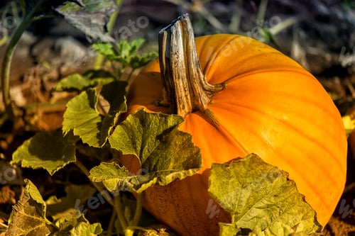 Preview: Pumpkin Patch Farm Series -Wonderful Big Pumpkin Stay Near Live Stem After Harvest. Vancouver