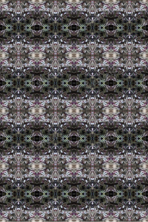 Preview: A Zebra-Patterned Inchplant Abstract With Purple And Green Leaves 0253