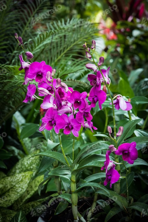 Preview: Purple And White Dendrobiums Orchids Blooming In The Garden