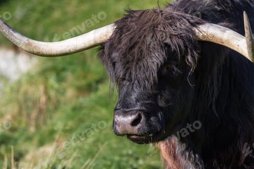 Preview: Close Up Of An Adult Highland Cow In A Field With Fresh Green Grass Late Summer In The Scottish