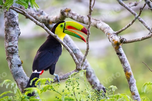 Preview: Close Up Of A Keel Billed Toucan Perched On A Branch In The Costa Rican Rainforest