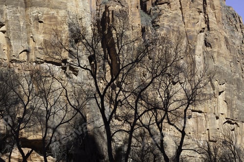 Preview: Landscape Of A Tree Against A Rugged Stone Cliff