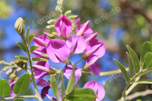 Preview: Wild African Flowers - Corckbush Bloom