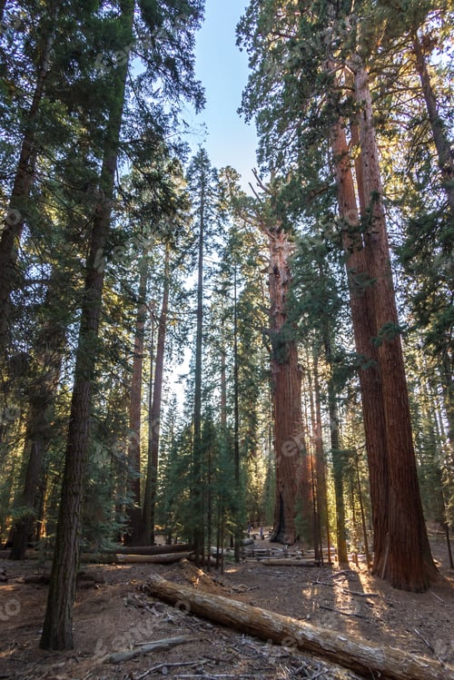 Preview: Beautiful Giant Sequoia Trees With A Beautiful Almost Orange Bark Glowing In The Sunshine In The