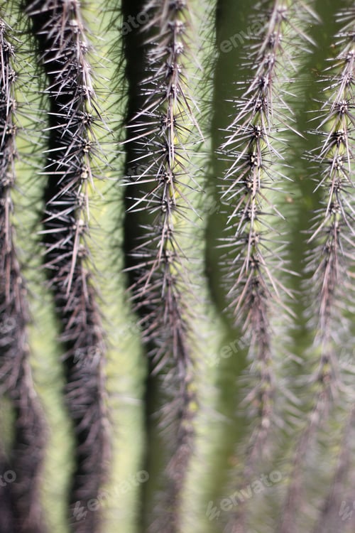 Preview: A Saguaro Cactus With Sharp Spines 0278