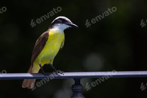 Preview: Great Kiskadee Perched Near The Pool In The Rain Forest Resort In San Carlos, Costa Rica
