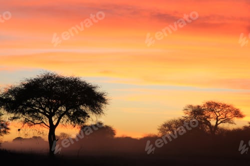 Preview: Sunset Of Golden And Red Colors - Scenery From Wild Africa - Silhouette Of Color And Background
