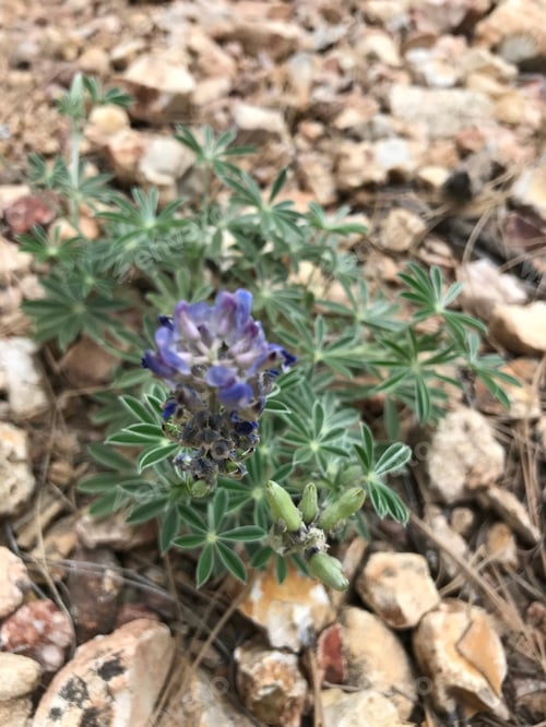 Preview: A Lupinus Texensis Plant With Blue Flowers 4663