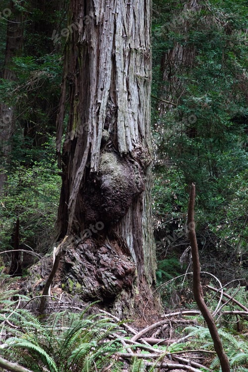 Preview: Redwood Trees In Muer Woods