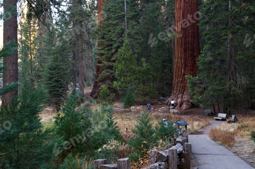 Preview: Sequoia Np, California - November 18: Couple Walking On Trail Next To The Giant Trees. November 18