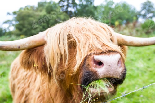 Preview: Close Up Of A Brown Highland Bull In Fresh Green Pastures In The Scottish Highlands