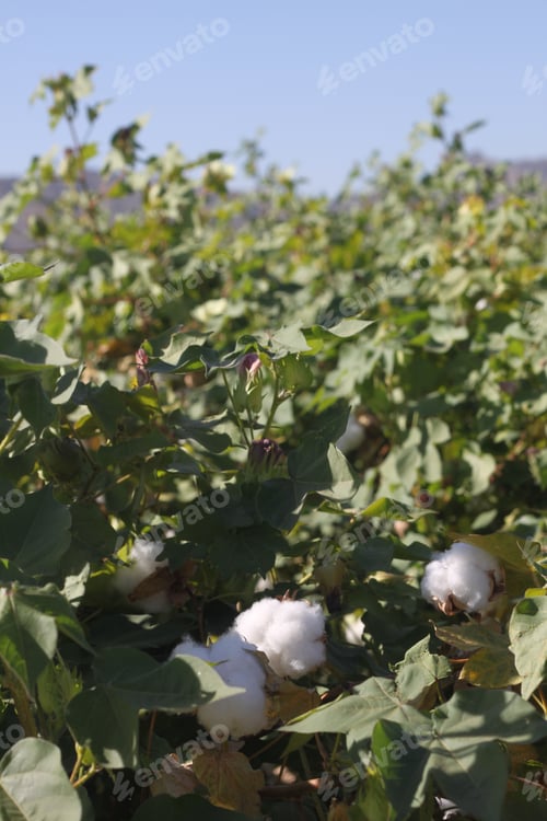Preview: Cotton Plant Bushes With White Bolls 1134