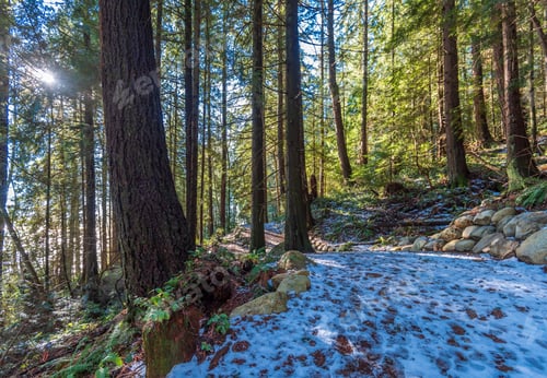 Preview: Fragment Of Winter Trail In Park In West Vancouver, Canada.