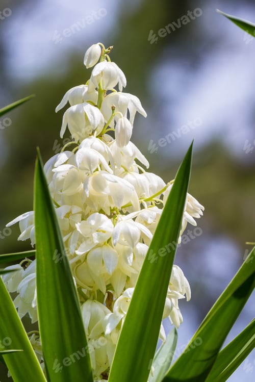 Preview: Common Plant In Central America The Yucca Gigantea Or Itabo Is Used As An Ingredient With A Bitter